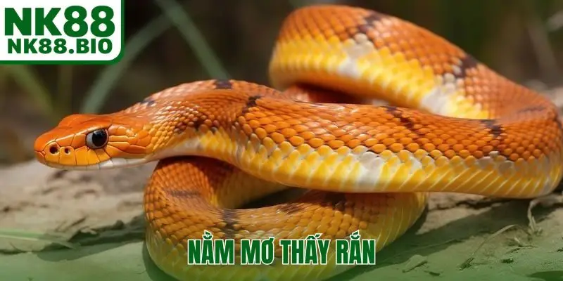 nằm mơ thấy rắn